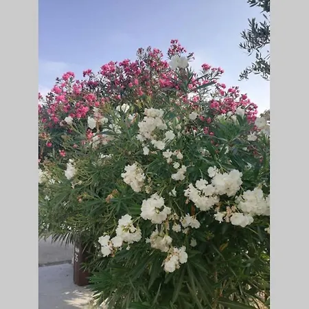 Vakantiehuis Ribaric